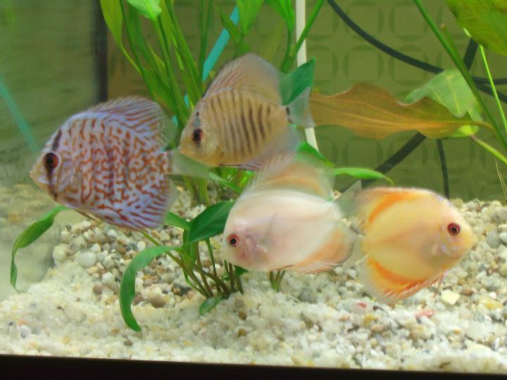 Pescuit - img1902.JPG